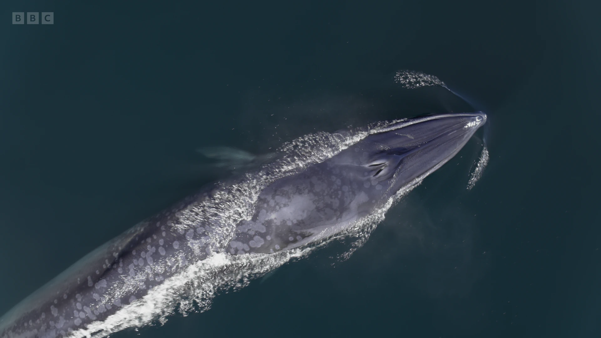 Eden's whale (Balaenoptera edeni edeni) as shown in A Perfect Planet - Oceans